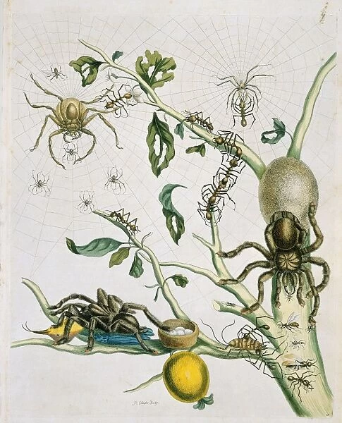 Insects of Surinam, 18th century C013  /  6588