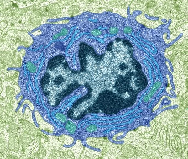Intestinal gland cell, TEM C014  /  1440