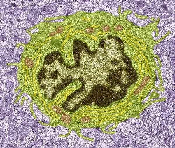 Intestinal gland cell, TEM C014  /  1442