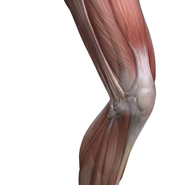 Knee muscles and bones, artwork C016  /  7013