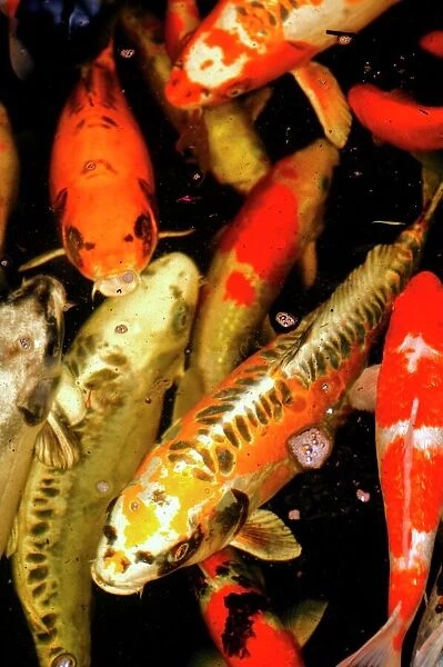 Koi carp. These fish are an ornamental domesticated variety of the common carp 