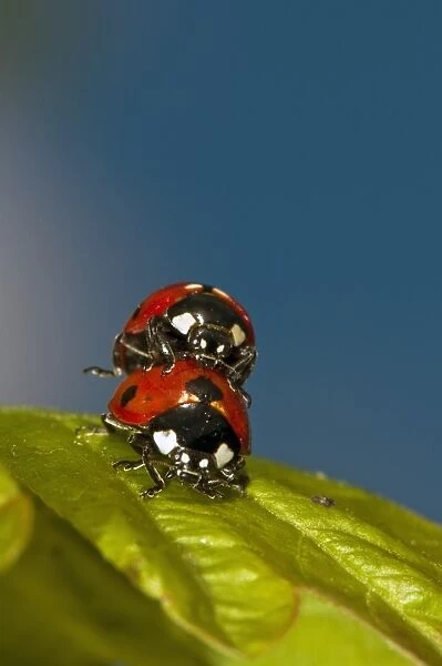 Ladybirds mating C016  /  4709