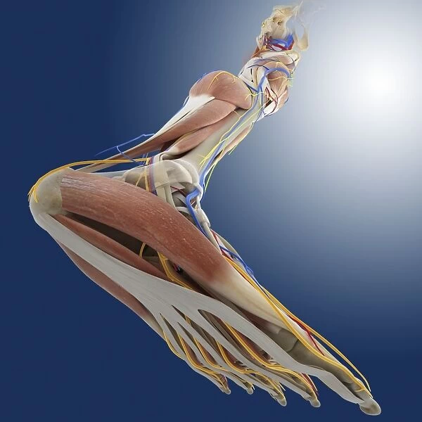 Leg anatomy, artwork C013  /  4497