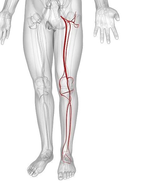 Leg arteries, artwork F006  /  2985