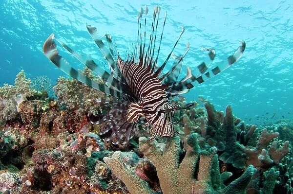 Lionfish (Pterois volitans). This predatory fish is native to the Indo-Pacific region