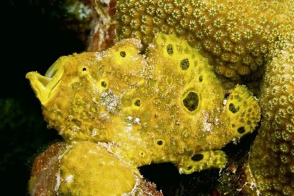 Longlure frogfish