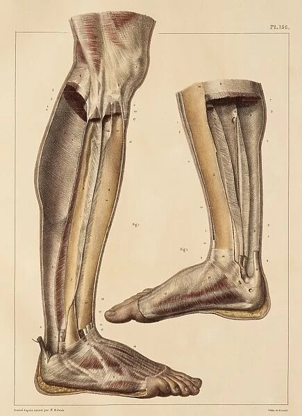 Lower leg and foot fascia, 1831 artwork