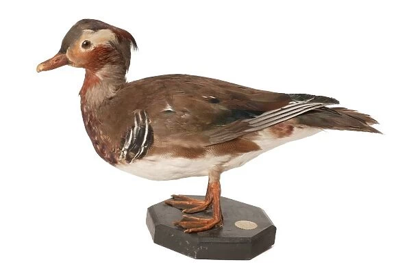 Male mandarin duck C013  /  6288