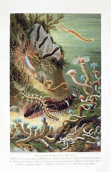 Marine worms, artwork