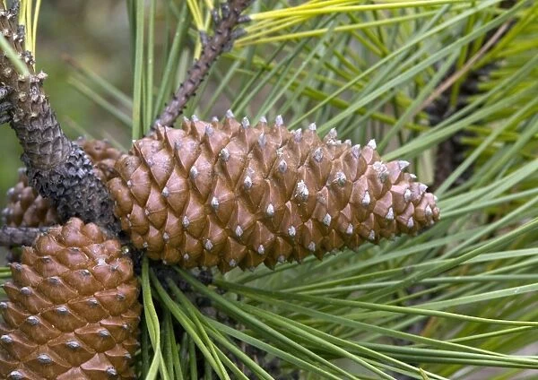 Maritime pine cones (Pinus pinaster)