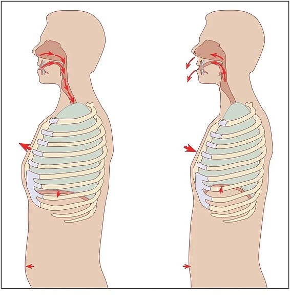 Mechanics of respiration, diagram