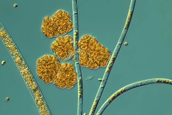 Microalgae, light micrograph