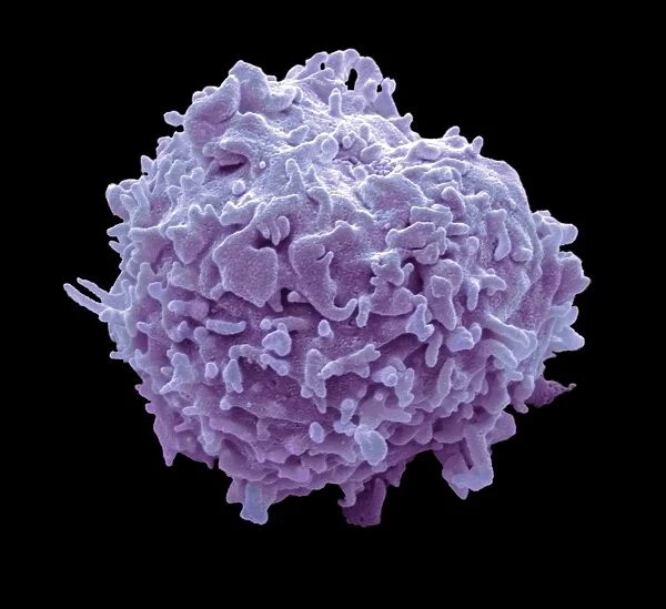 Monocyte white blood cell, SEM C016  /  3089