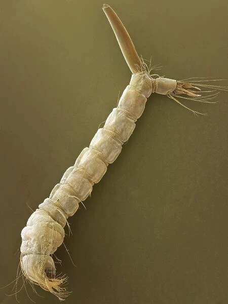 Mosquito larva, SEM