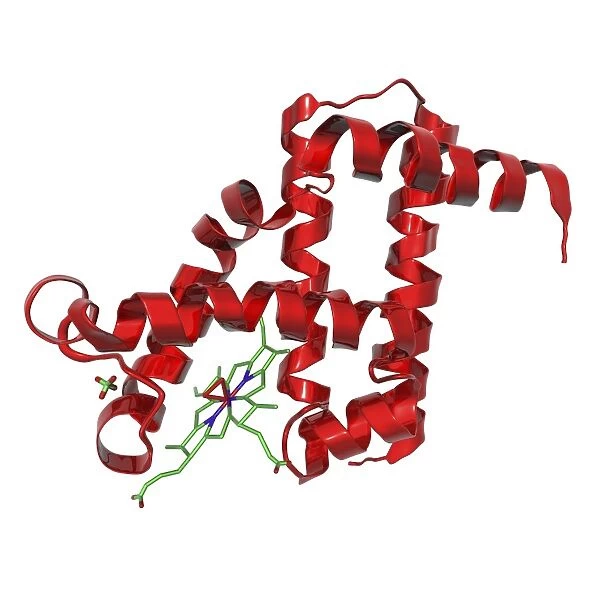 Myoglobin protein, molecular model C016  /  6575