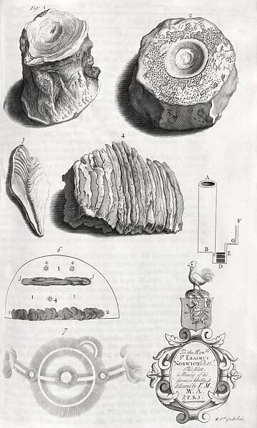 Natural history specimens, 18th century C013  /  7818