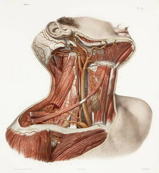 Neck vascular anatomy, historical artwork