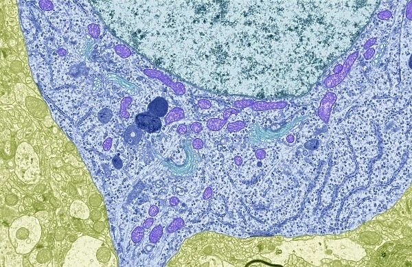 Nerve cell, TEM C013  /  4797