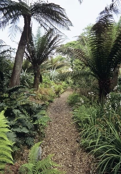 New Zealand Walk at Heligan Gardens