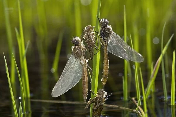 Newly-emerged dragonflies