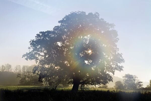 Oak tree in mist