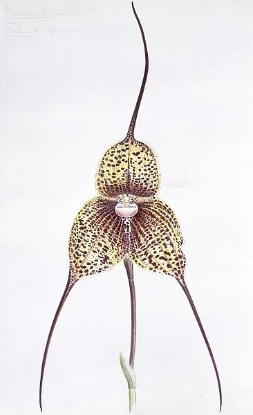 Orchid (Masdevallia chimaera), artwork C016  /  5537