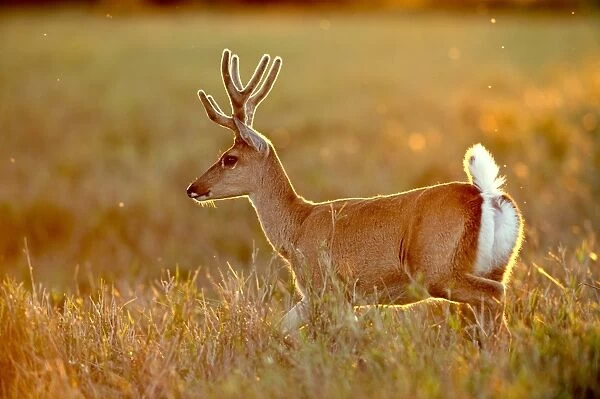 Pampas deer in a meadow