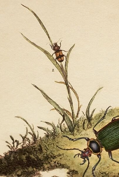 Panagaeus cruxmajor Darwins lost beetle