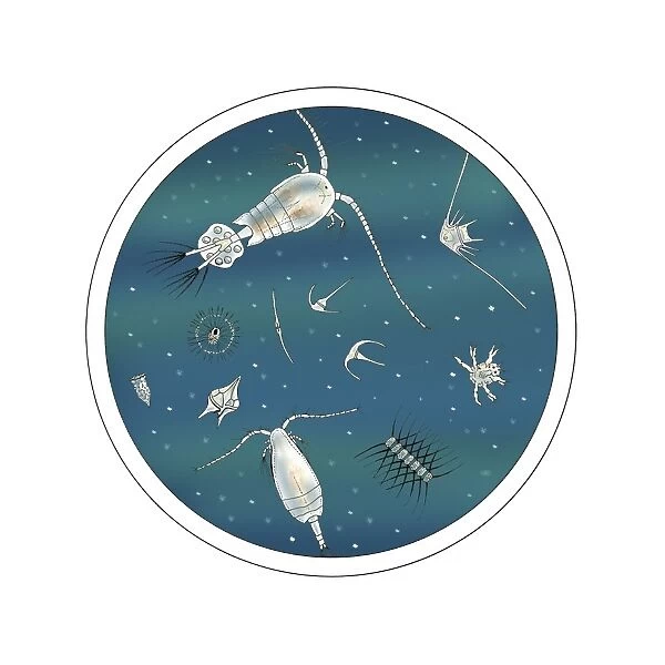 Plankton, artwork C016  /  3447