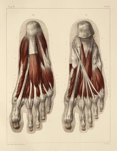 Plantar foot muscles, 1831 artwork