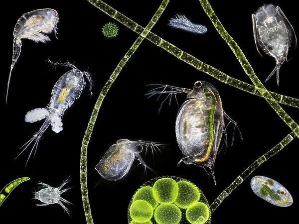 Pond life, macrophotograph. At centre are two water fleas (Daphnia sp.)
