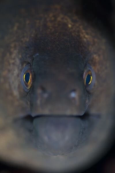 Portrait of a giant moray eel