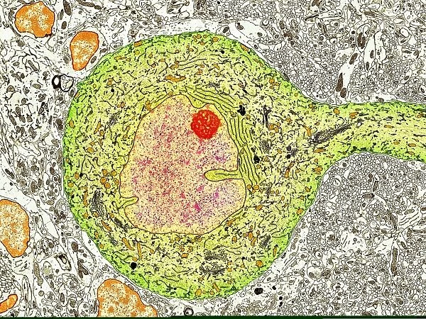 Purkinje nerve cell, TEM C014  /  0583