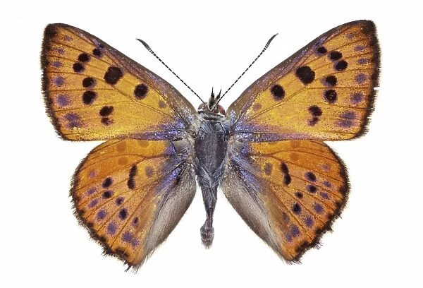 Purple-shot copper butterfly C016  /  2183