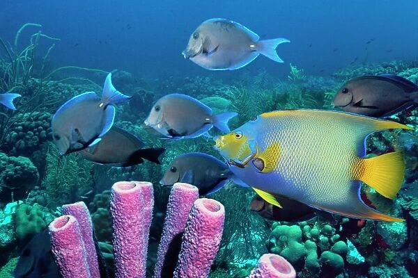 Queen angelfish and blue tangs