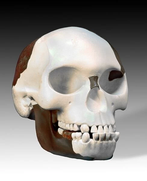 Reconstruction of Piltdown skull C016  /  5942