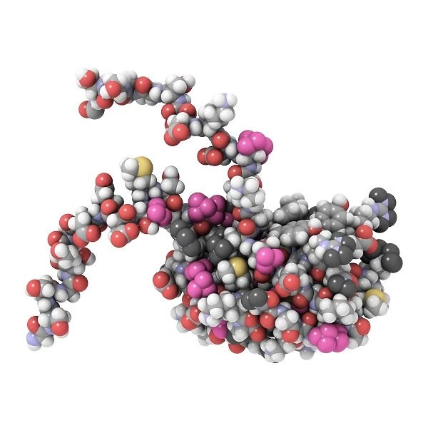 RNA-binding protein, molecular model