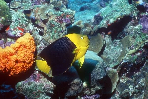 Rock beauty angelfish