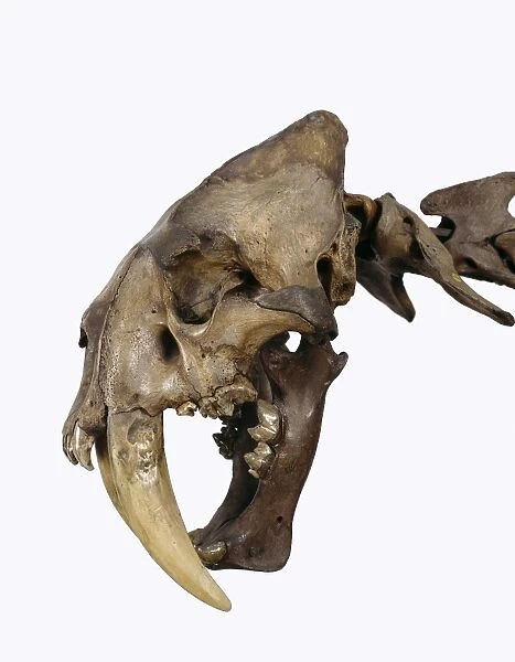 Sabre-toothed cat, fossil skull C016  /  5067