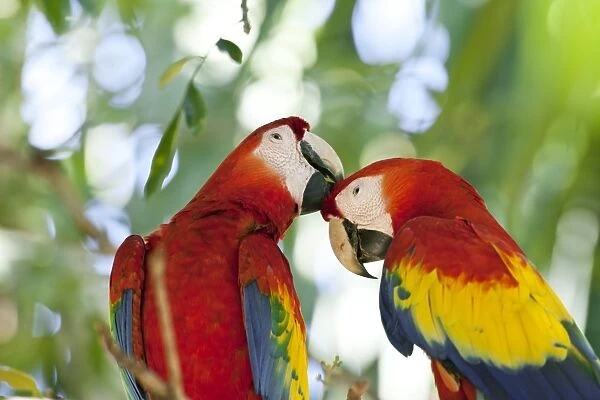 Scarlet macaws C013  /  6488