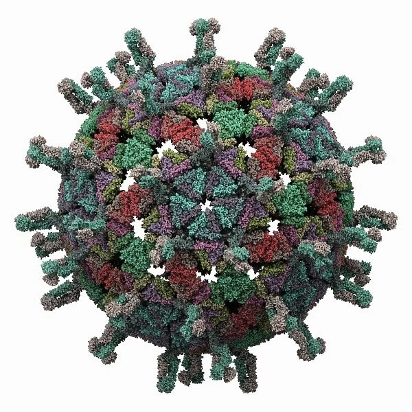Simian rotavirus capsid, molecular model