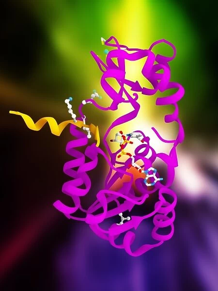 Sirtuin enzyme and p53, artwork C017  /  3658