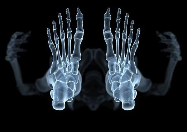 Skeleton from below, X-ray artwork