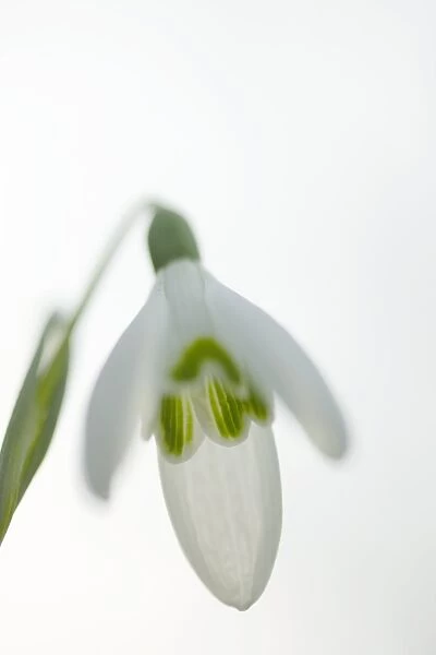 Snowdrop (Galanthus nivalis)