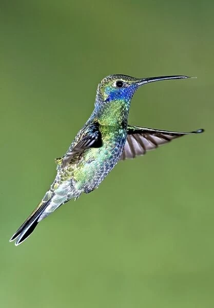 Sparkling violetear hummingbird