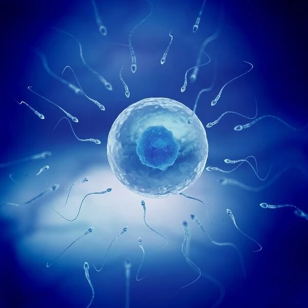 Sperm and egg cell, artwork F007  /  6931