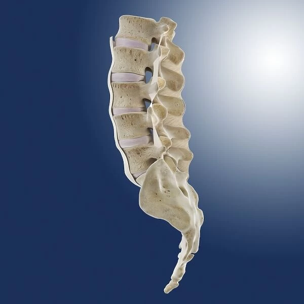 Spinal ligaments, artwork