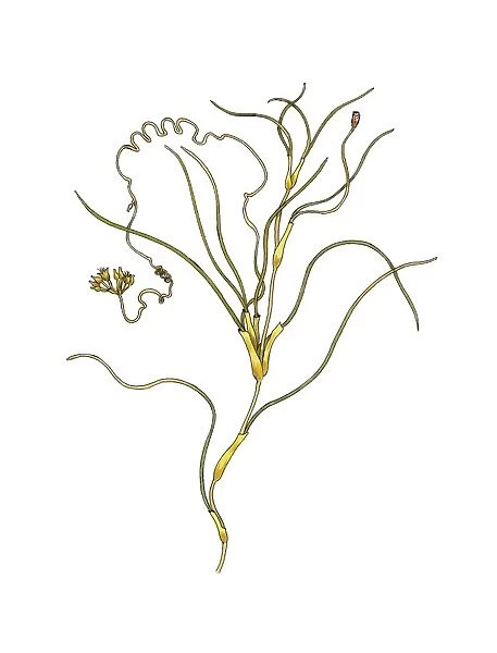 Spiral ditchgrass (Ruppia cirrhosa) C016  /  3326