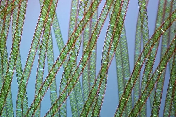 Spirogyra algae, light micrograph C016  /  9593