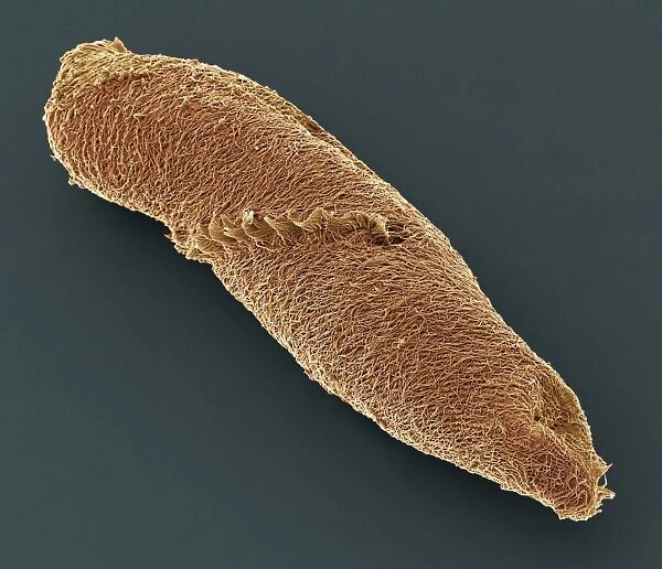 Spirostomum ciliate protozoan, SEM C019  /  0307